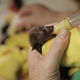 Illustration for article titled Baby Bat Burritos